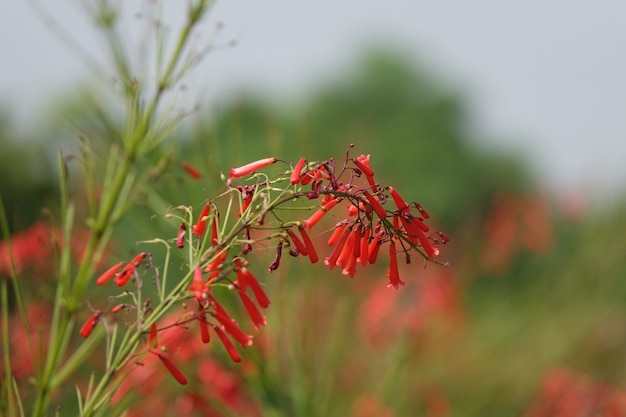Czerwone kwiaty wiszące na zielonej gałązce