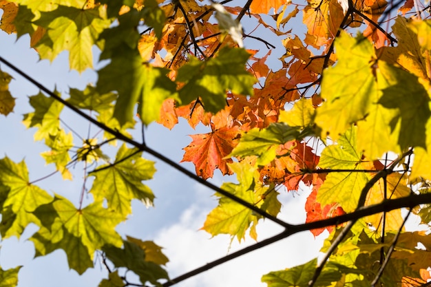 Czerwone liście klonu w sezonie jesiennym, prawdziwa jesienna przyroda w popołudniowy dzień
