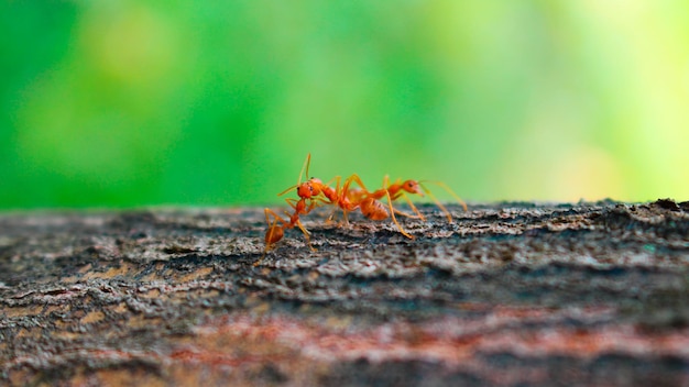 Czerwone mrówki całują się na drzewie, trójkąt miłosny