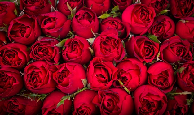 Bezpłatne zdjęcie czerwone róże w tle