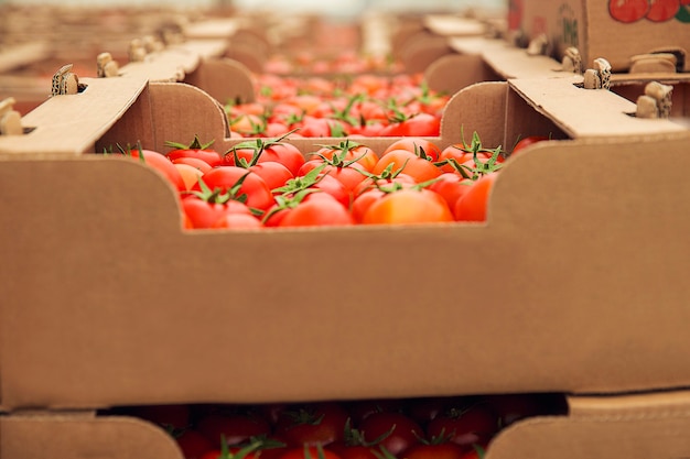 Bezpłatne zdjęcie czerwone świeże pomidory zebrane w kartonowe pudła do zakupu.