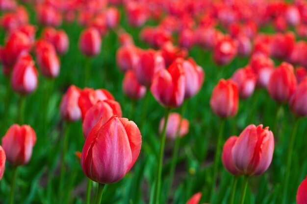 Czerwone tulipany na wiosnę