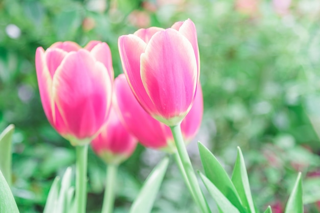 Bezpłatne zdjęcie czerwone tulipany