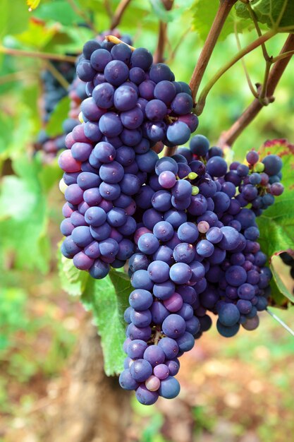 Czerwone wino winogron rosnących w winnicy