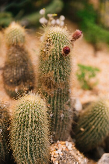 Czerwoni pączki na spiky cierniowatym kaktusie