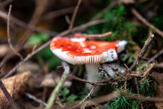 Czerwony grzyb wśród Litwy w lesie makro