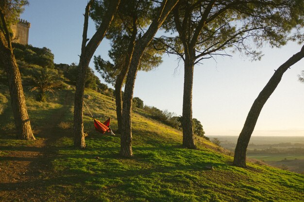 Czerwony hamak w pobliżu zielonolistnych drzew na wzgórzu w ciągu dnia