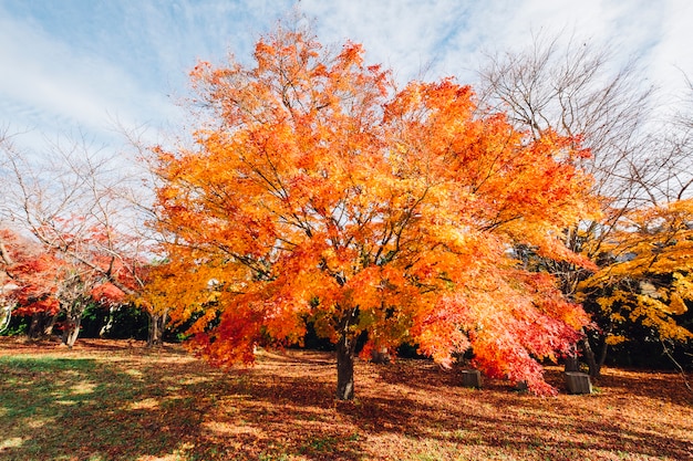 czerwony i pomarańczowy liść jesienią drzewa w Japonii
