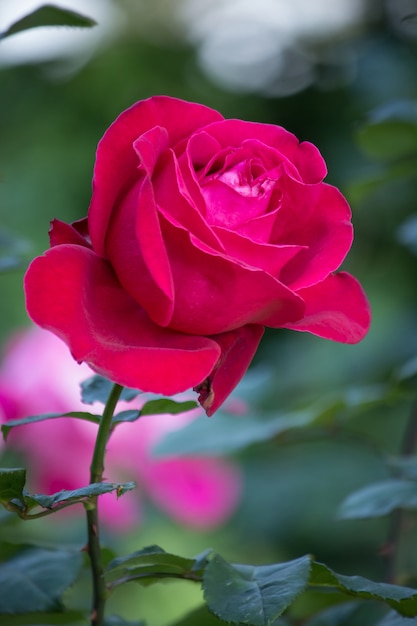 Czerwony kwiat róży w ogrodzie