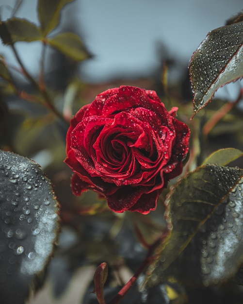 Czerwony kwiat róży z kropli wody
