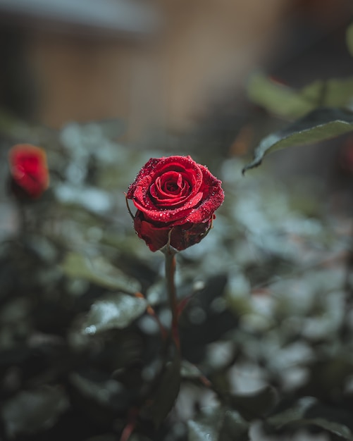 Czerwony Kwiat Róży Z Kropli Wody