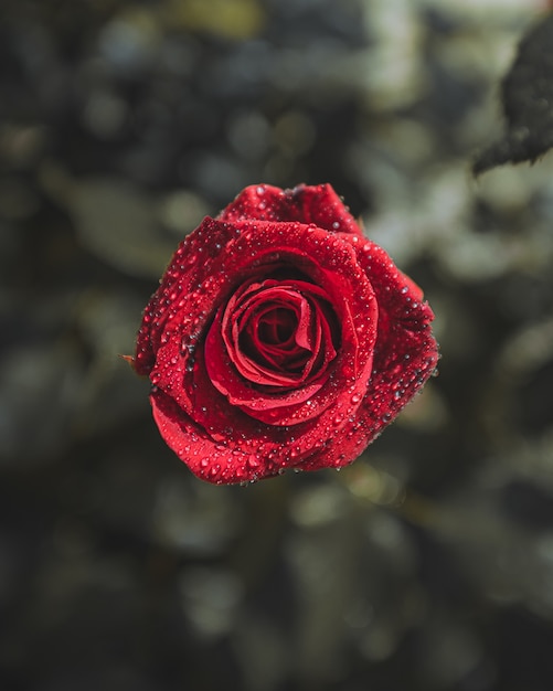 Czerwony kwiat róży z kropli wody