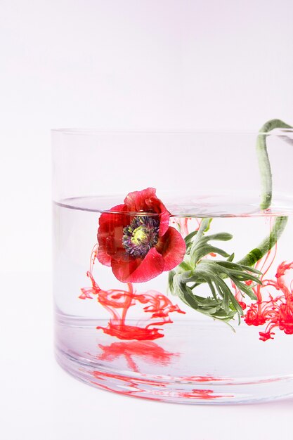Czerwony kwiat w szklance wody z atramentem