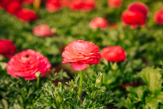 Czerwony kwitnący ranunculus kwiat w ogródzie