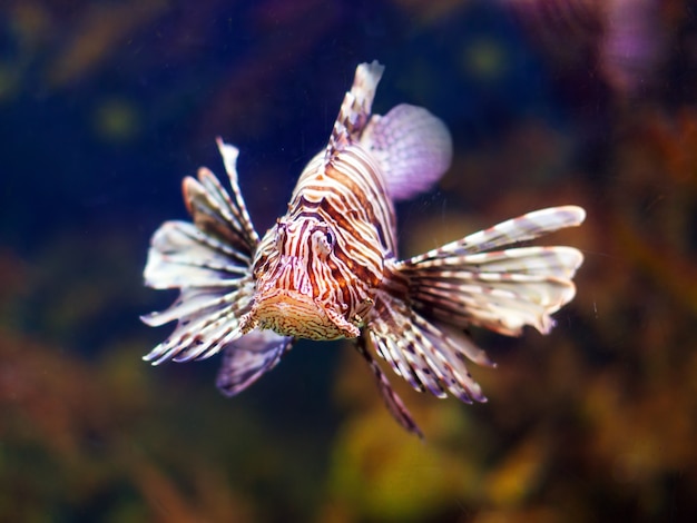 Czerwony lionfish w wodzie morskiej