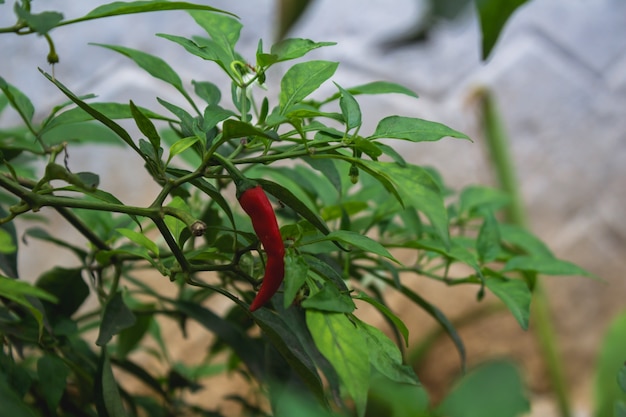 Czerwony papryka chili