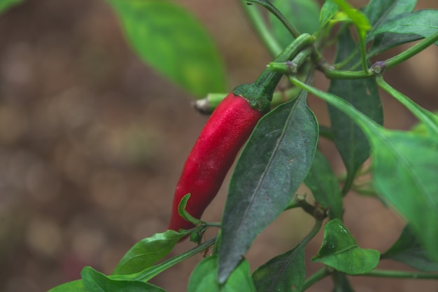 Czerwony papryka chili