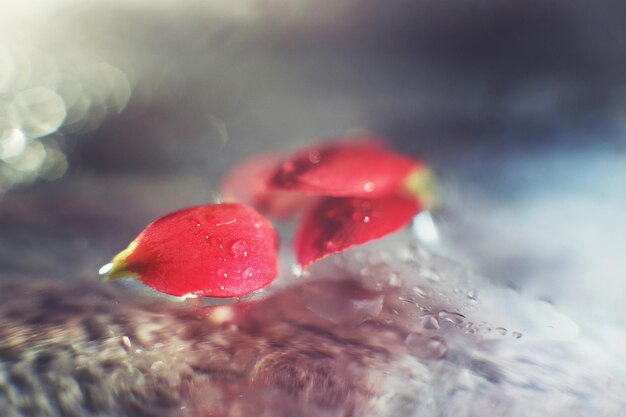 Czerwony płatek kwiatu z kroplą wody makro