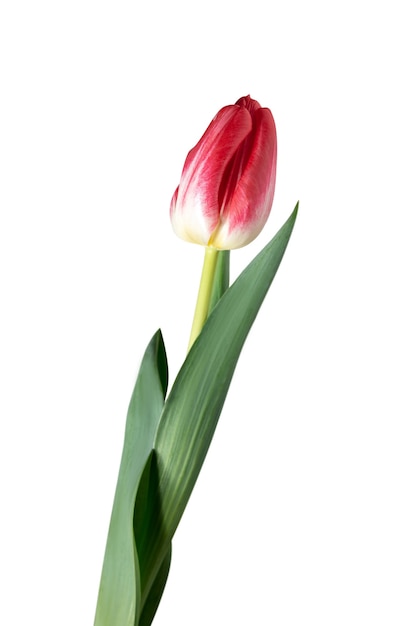 Czerwony. Zamknij się piękny świeży tulipan na białym tle. Miejsce na reklamę. Organiczny, kwiatowy, wiosenny nastrój, delikatne i głębokie kolory płatków i liści. Wspaniały i chwalebny.