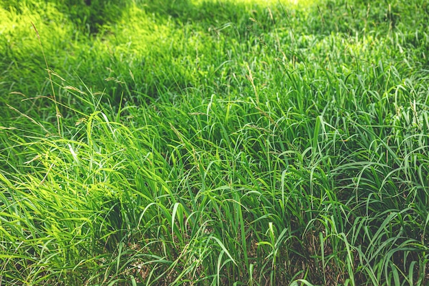 Część pola, na której rośnie zielona trawa Zielona trawa rosnąca na polu