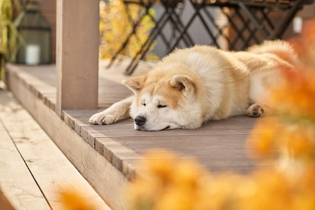 Członek rodziny, pies. Piękny zadbany pies shiba inu leżący na otwartej werandzie wiejskiego domu w piękny jesienny dzień spokojnie obserwujący