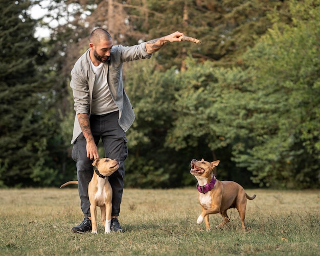 Człowiek trenujący swoje psy pitbull