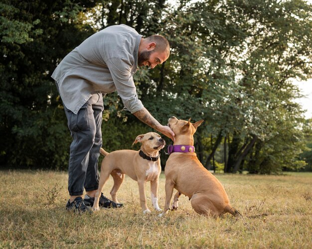 Człowiek trenujący swoje psy pitbull