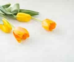 Bezpłatne zdjęcie cztery żółte tulipanowe kwiaty na białym stole