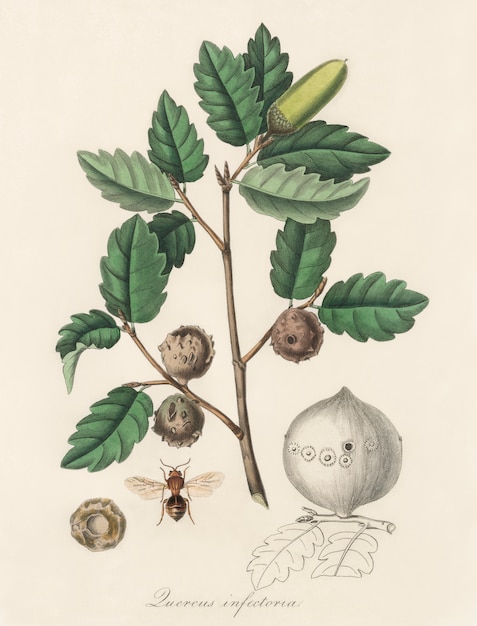 Dąb Aleppo (Luercus infectoria) ilustracja z botaniki medycznej (1836)