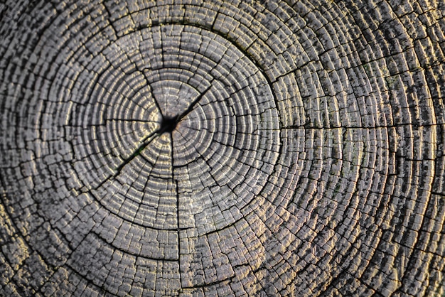 Bezpłatne zdjęcie dąb naturalny węzeł struktura teksturowane