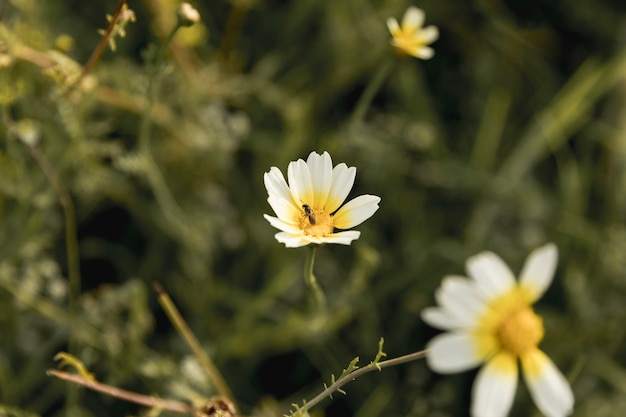 Daisy kwitnie w pobliżu rzeki