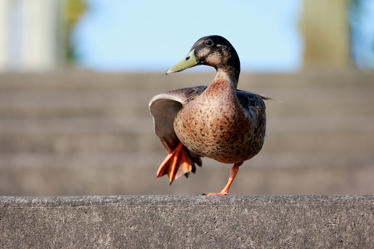 Bezpłatny plik Zdjęcie dancing duck