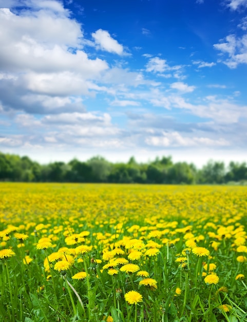 Dandelions łąka W Letni Dzień