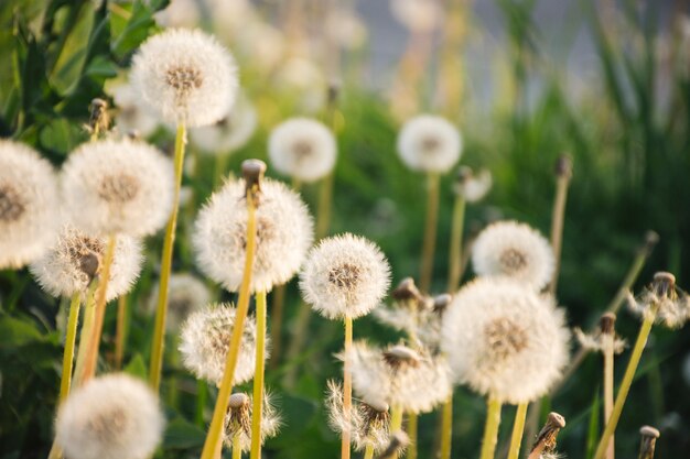 Dandelions r blisko zielonej trawy