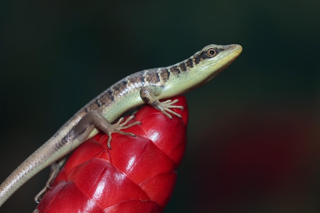 Dasia Olivacea Baby Drzewo Oliwne Skink Na Liściach