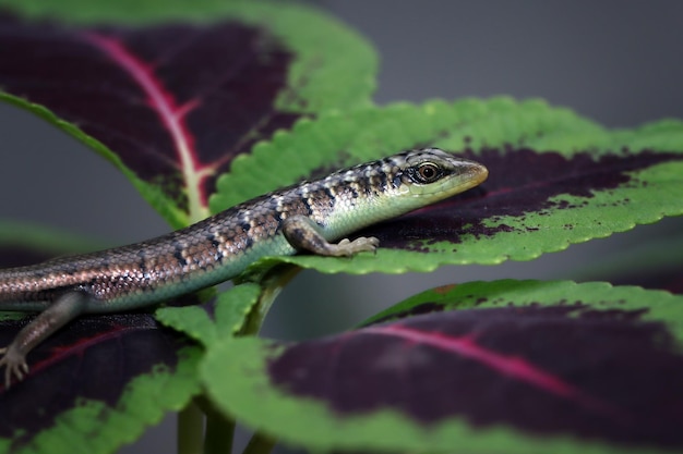 Bezpłatne zdjęcie dasia olivacea baby drzewo oliwne skink na liściach