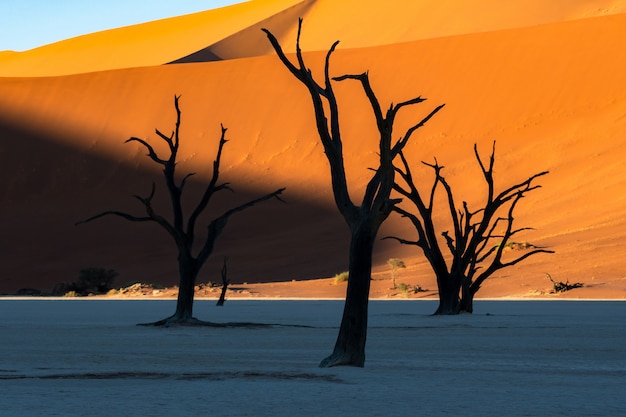 Bezpłatne zdjęcie deadvlei w parku narodowym namib-naukluft sossusvlei w namibii - dead camelthorn drzewa przed pomarańczowymi wydmami z błękitnego nieba.