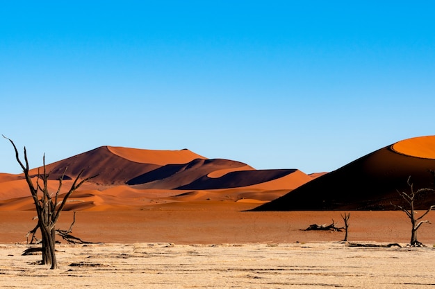 Bezpłatne zdjęcie deadvlei w parku narodowym namib-naukluft sossusvlei w namibii - dead camelthorn drzewa przed pomarańczowymi wydmami z błękitnego nieba.