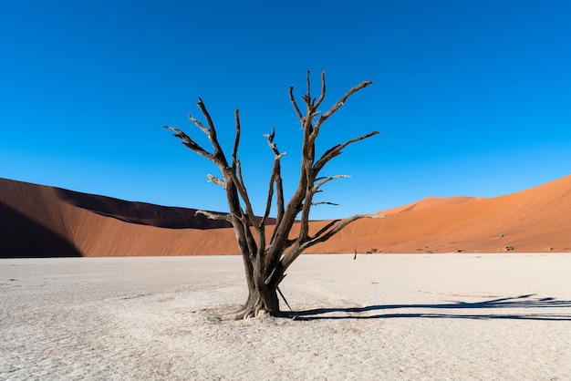 Bezpłatne zdjęcie deadvlei w parku narodowym namib-naukluft sossusvlei w namibii - dead camelthorn drzewa przed pomarańczowymi wydmami z błękitnego nieba.