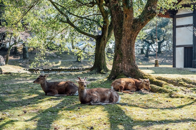 deet siedzi w parku, Nara w Japonii