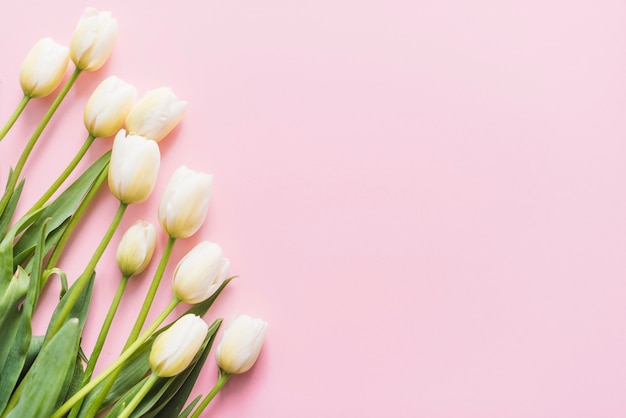 Bezpłatne zdjęcie dekoracyjne kwiaty tulipanów na kolorowe tło