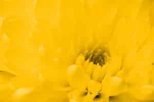 Bezpłatne zdjęcie dekoracyjne żółty kwiat z bliska