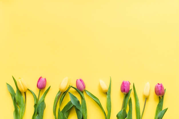 Bezpłatne zdjęcie dekoracyjny kolorowy tulipan kwitnie na tle