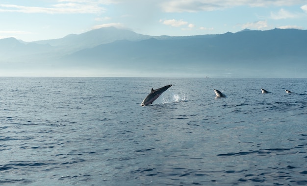 Delfiny w Oceanie Spokojnym