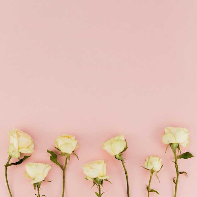 Bezpłatne zdjęcie delikatne białe róże z miejsca na kopię