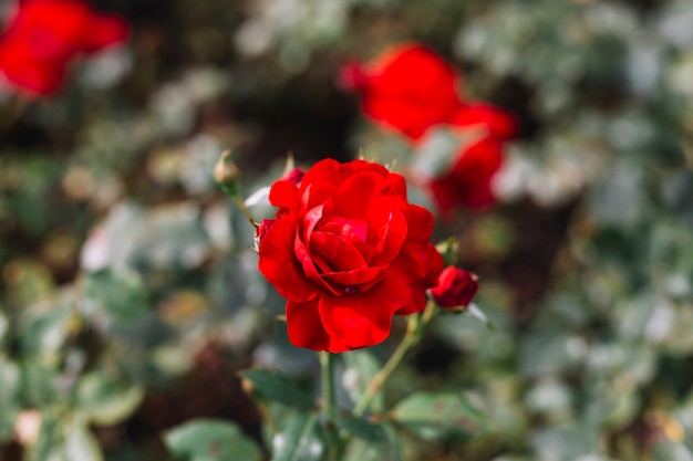 Delikatny czerwony kwiat rośnie w ogrodzie