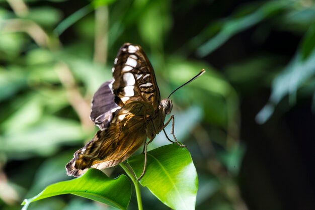 Delikatny motyl w naturalnym środowisku