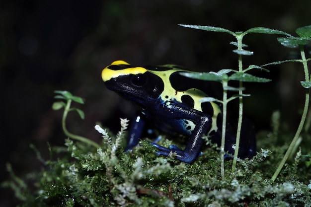 Bezpłatne zdjęcie dendrobates tinctorius 'robertus' zbliżenie na liściach