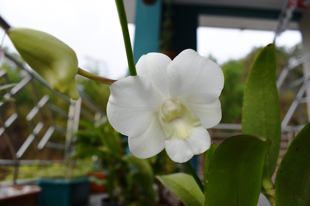 Dendrobium bigibbum powszechnie znany jako orchidea z cooktown lub fioletowa orchidea motylkowa