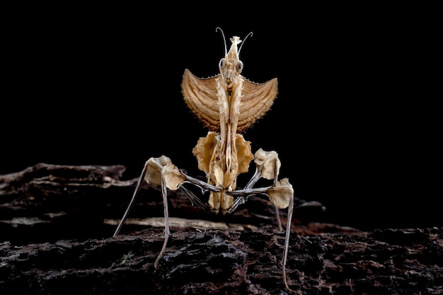 Devils Flower Mantis zbliżenie na suchy pąk z czarnym tłem Idolomantis diabolica closeup